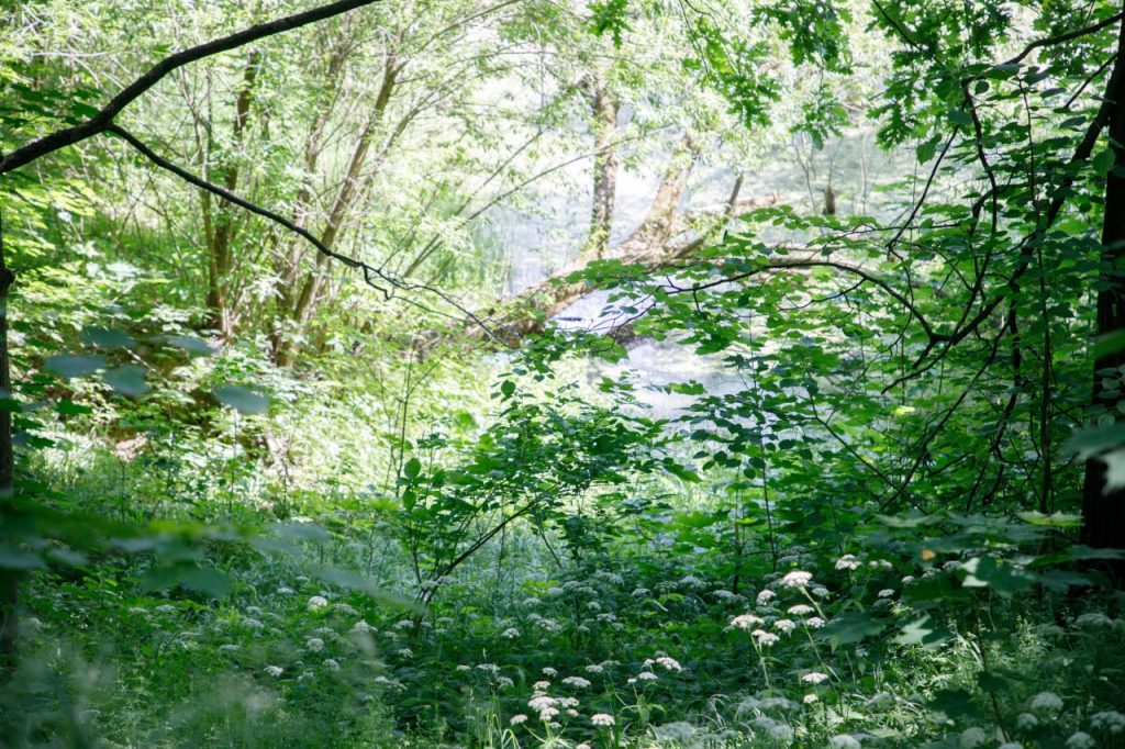 Пруд «Лилия» в лесопарковой зоне ЛЗОС в Лыткарине